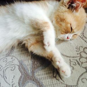 奇米影视四色中文字幕
